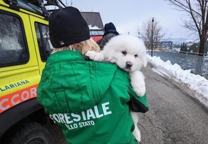 Hotel Rigopiano, trovati vivi i tre cuccioli di Lupo e Nuvola